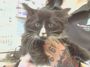Domestic Medium Hair Cats Available for Adoption in Sacramento, California - NATASHA | PetCurious