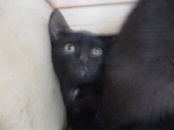 A384285 -  Domestic Short Hair Cat for Adoption in Ocala, Florida - A384285 | PetCurious
