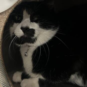 Domestic Short Hair Cats Available for Adoption in Newark, New Jersey - Oscar | PetCurious