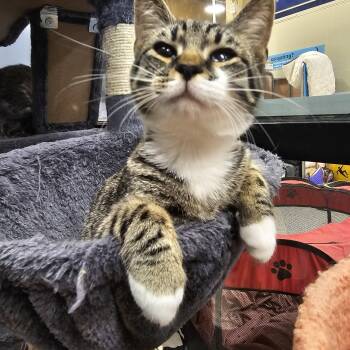 Tabby Cats Available for Adoption - Sy | PetCurious
