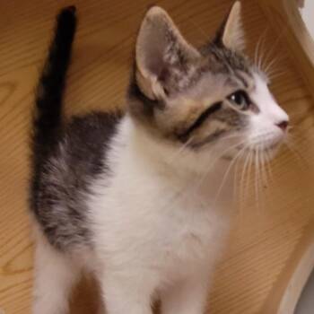 Marcello -  Domestic Short Hair Cat for Adoption in Wilsonville, Oregon - Marcello | PetCurious