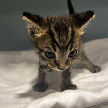 Brad -  Domestic Short Hair Cat for Adoption in Chattanooga, Tennessee - Brad | PetCurious