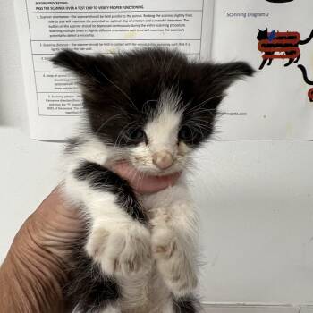 Concedimi -  Domestic Short Hair Cat for Adoption in St. Louis, Missouri - Concedimi | PetCurious