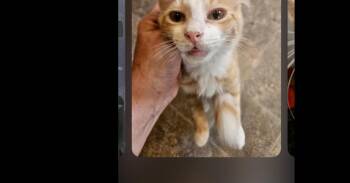 Sir Lucias T. Featherbottom -  Domestic Short Hair Cat for Adoption in Thatcher, Arizona - Sir Lucias T. Featherbottom | PetCurious