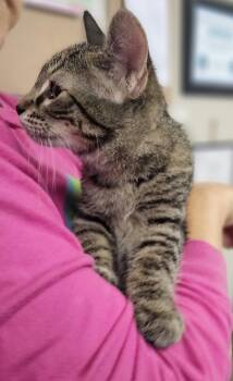 Fiona (Hot Pink Collar) -  Domestic Short Hair Cat for Adoption in Fremont, Nebraska - Fiona (Hot Pink Collar) | PetCurious