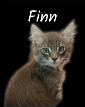 Finn -  Domestic Medium Hair Cat for Adoption in Auburn, California - Finn | PetCurious