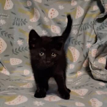Kona -  Domestic Short Hair Cat for Adoption in Hinesville, Georgia - Kona | PetCurious