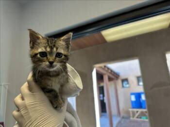 CORA -  Domestic Short Hair Cat Available for Adoption in Santa Fe, New Mexico - CORA | PetCurious
