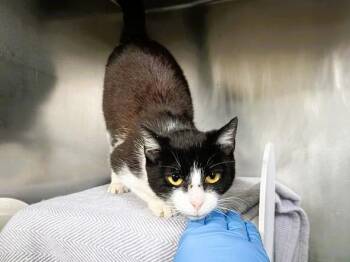 Domestic Short Hair Cats Available for Adoption in Palo Alto, California - CHICKADEE | PetCurious