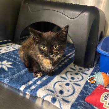 Cara -  Domestic Short Hair Cat for Adoption in Brookfield, Missouri - Cara | PetCurious
