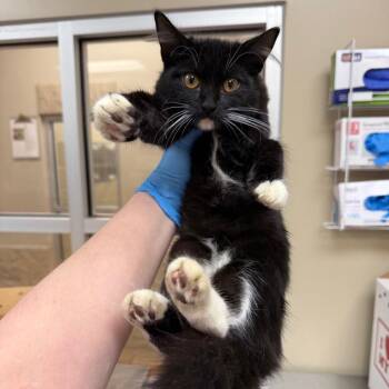 Piano -  Domestic Short Hair Cat for Adoption in Birmingham, Alabama - Piano | PetCurious