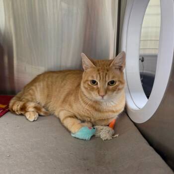 Eddie -  Domestic Short Hair Cat for Adoption in Briarcliff Manor, New York - Eddie | PetCurious