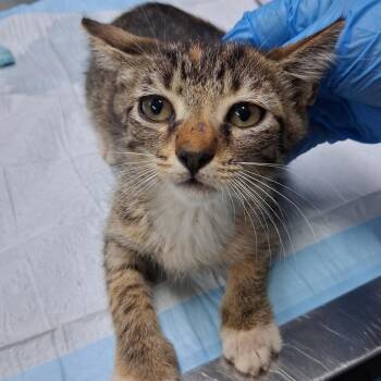 Michelle -  Domestic Short Hair Cat for Adoption in Summerville, South Carolina - Michelle | PetCurious