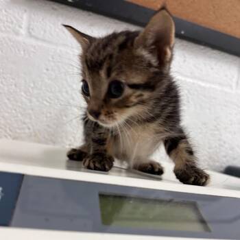 American Shorthair Cats Available for Adoption in Edinburg, Texas - Nickel | PetCurious