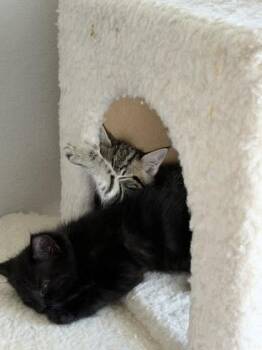 Strawberry -  Domestic Short Hair Cat for Adoption in Fort Worth, Texas - Strawberry | PetCurious