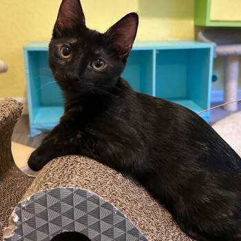 Rescue Domestic Short Hair Cats for Adoption in Fort Lauderdale, Florida - Tessa | PetCurious