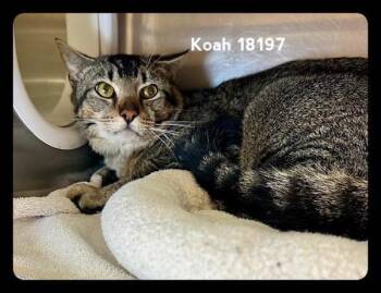 Domestic Short Hair Cats Available for Adoption in Marietta, Georgia - Koah (672) 05.04.26 | PetCurious