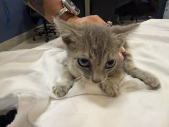 Domestic Short Hair Cats Available for Adoption in Doral, Florida - MIKA | PetCurious