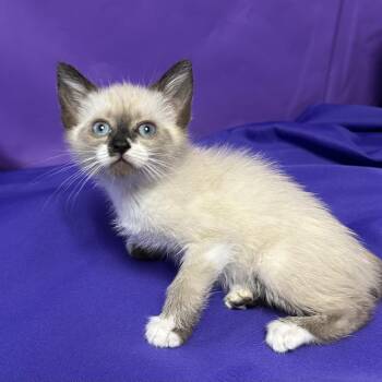Funyun -  Domestic Short Hair Cat for Adoption in North Myrtle Beach, South Carolina - Funyun | PetCurious