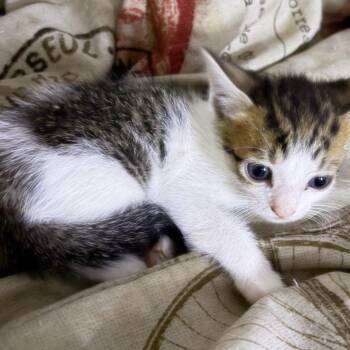 New Kittens Coming In -  Domestic Short Hair Cat for Adoption in Clifton, New Jersey - New Kittens Coming In | PetCurious
