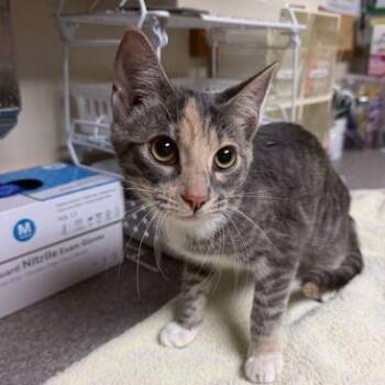 Tutu -  Domestic Short Hair Cat for Adoption in Bellingham, Washington - Tutu | PetCurious