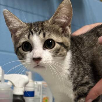 Claire -  Domestic Short Hair Cat for Adoption in Newport, North Carolina - Claire | PetCurious