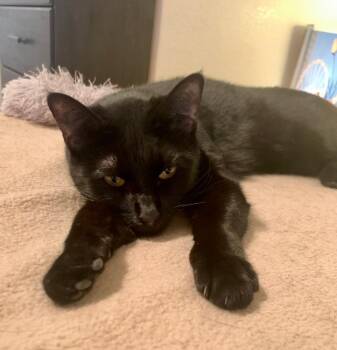 Rescue Domestic Short Hair Cats for Adoption in Las Vegas, Nevada - Agatha | PetCurious