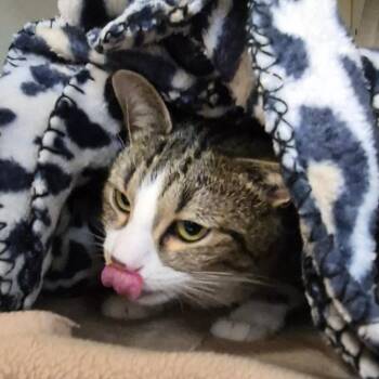 Domestic Short Hair Cats Available for Adoption - Hayley | PetCurious