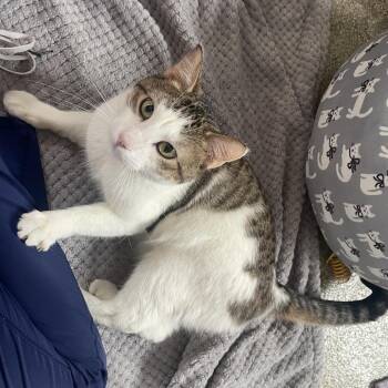 Domestic Short Hair Cats Available for Adoption in Chicago, Illinois - Hort | PetCurious