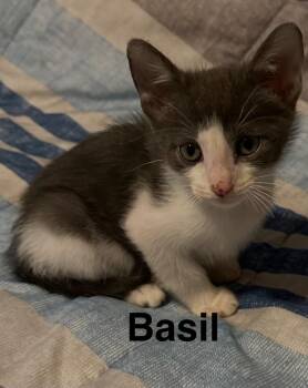 Basil -  Domestic Short Hair Cat Available for Adoption in The Woodlands, Texas - Basil | PetCurious