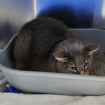Anakin -  American Shorthair Cat for Adoption in Walker, Michigan - Anakin | PetCurious