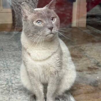 Siamese and Domestic Short Hair Cats Available for Adoption in Ringtown, Pennsylvania - Dumpling | PetCurious