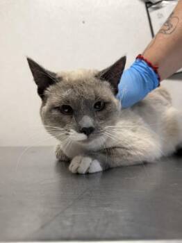 Domestic Short Hair Cats Available for Adoption in San Bernardino, California - STEPHEN | PetCurious