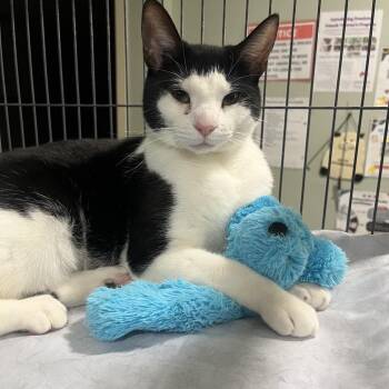 Pepper -  Domestic Short Hair Cat for Adoption in Waldorf, Maryland - Pepper | PetCurious