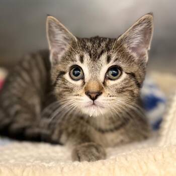 Domestic Short Hair Cats Available for Adoption in Marshall, Virginia - Tennessee | PetCurious