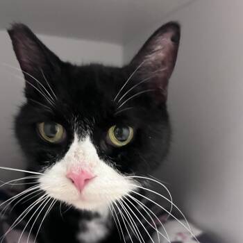 Pamelia -  Domestic Short Hair Cat for Adoption in Kanab, Utah - Pamelia | PetCurious
