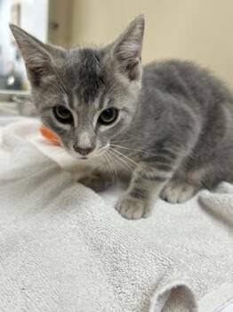 Tommy -  Domestic Short Hair Cat for Adoption in Cincinnati, Ohio - Tommy | PetCurious