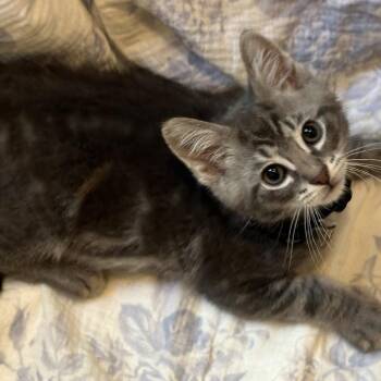 Domestic Short Hair Cats Available for Adoption in Matteson, Illinois - Palm Tree | PetCurious