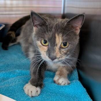 Azalea -  Domestic Short Hair Cat for Adoption in Wilmington, Delaware - Azalea | PetCurious
