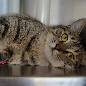 Domestic Short Hair Cats Available for Adoption - Little Kitty | PetCurious