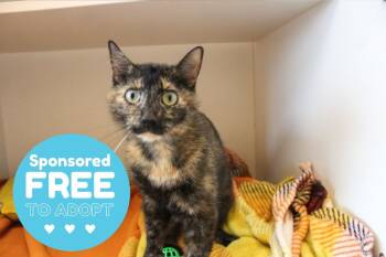 Rescue Domestic Short Hair Cats for Adoption in Chestertown, Maryland - Teapot | PetCurious