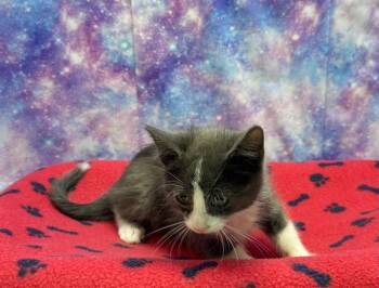 River -  Domestic Short Hair Cat for Adoption in Washington Court House, Ohio - River | PetCurious