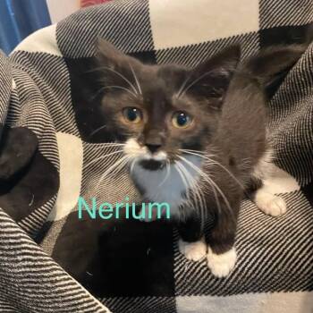 Nerium -  Domestic Short Hair Cat for Adoption in Greenfield, Indiana - Nerium | PetCurious