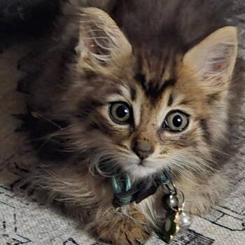 Miracle -  Domestic Long Hair Cat for Adoption in Atlanta, Georgia - Miracle | PetCurious