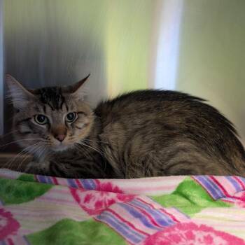 Violet -  Domestic Short Hair Cat for Adoption in Emporia, Kansas - Violet | PetCurious