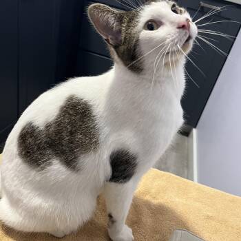 Tippy Toes -  Domestic Short Hair Cat for Adoption in Syracuse, New York - Tippy Toes | PetCurious