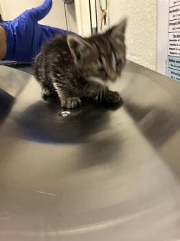 HELGA -  Domestic Short Hair Cat for Adoption in Long Beach, California - HELGA | PetCurious