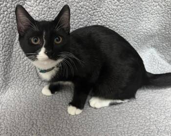Porcini -  Domestic Short Hair Cat for Adoption in Madison, Georgia - Porcini | PetCurious