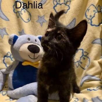 Tortoiseshell Cats Available for Adoption in Wyandotte, Michigan - Little Dahlia | PetCurious