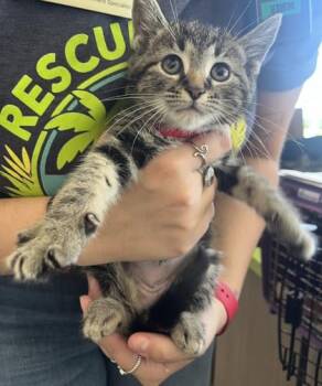 Imogen -  Domestic Short Hair Cat for Adoption in Daytona Beach, Florida - Imogen | PetCurious